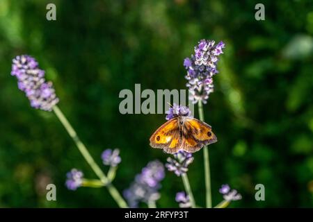 Gate Keeper Butterfly on Lavender bush Stock Photo