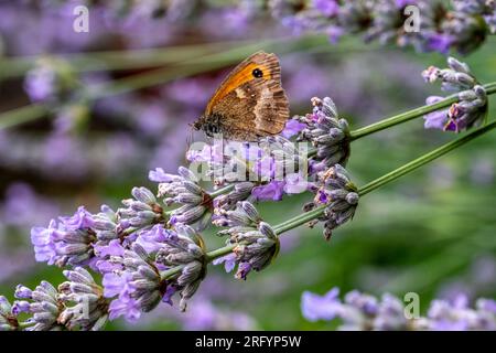 Gate Keeper Butterfly on Lavender bush Stock Photo