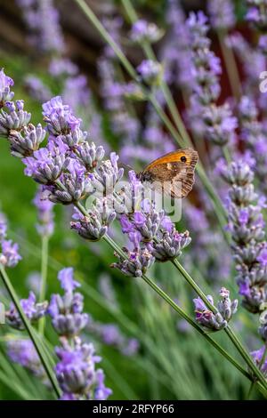 Gate Keeper Butterfly on Lavender bush Stock Photo