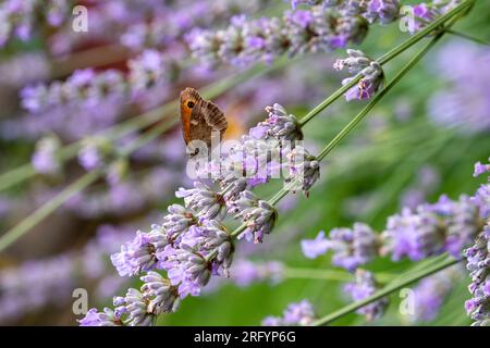 Gate Keeper Butterfly on Lavender bush Stock Photo