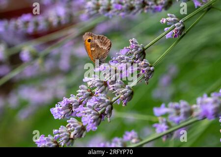 Gate Keeper Butterfly on Lavender bush Stock Photo