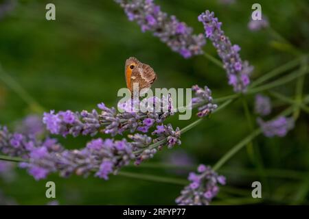 Gate Keeper Butterfly on Lavender bush Stock Photo