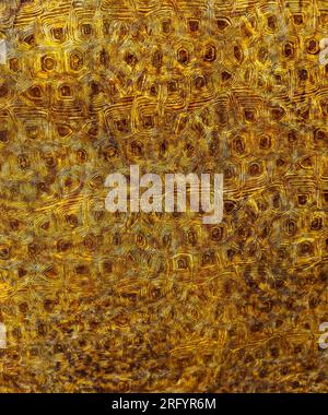Rusty metal surface with decorative relief. Stock Photo