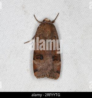 A moth sitting on the window curtain lured by the light into the house. Stock Photo