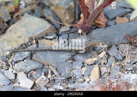 Common lizard (Zootoca vivipara) basking in the sun at Bieszczady mountains. Stock Photo