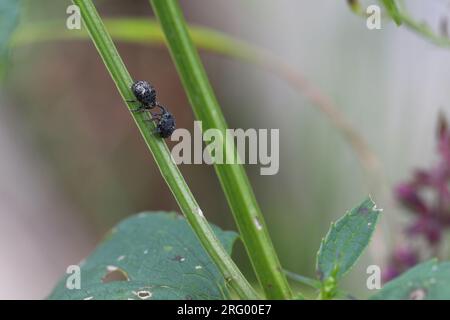 Figwort weevils (Cionus scrophulariae) on foodplant. Beetles in the family Curculionidae feeding on common figwort (Scrophularia nodosa). Stock Photo