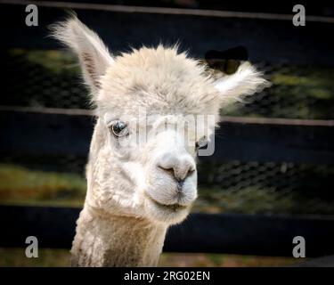 Portrait of a female pet alpaca, New York State, United States of America Stock Photo