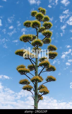 The central stem of a century plant, agave americana, about 20 feet tall with large yellow flowers, Albuquerque, New Mexico, USA. Stock Photo