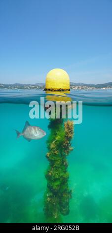 A yellow beacon buoy on the water surface overgrown by algae underwater and with a triggerfish, split view over under water surface, Atlantic ocean Stock Photo