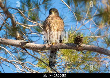 A mature adult Cooper's hawk (Accipiter cooperii) sits on a branch in the morning sun. Stock Photo
