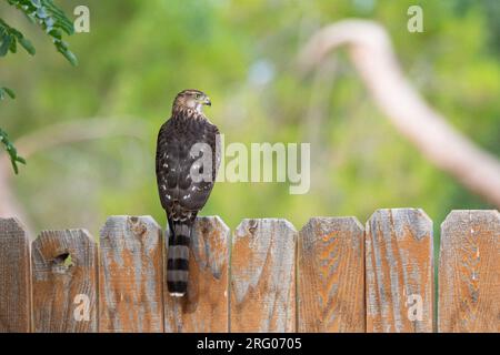 An immature Cooper's hawk (Accipiter cooperii) sits on a wooden fence. Stock Photo