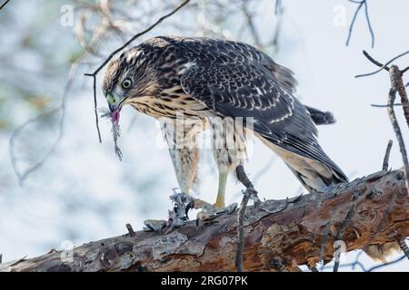 An immature Cooper's hawk (Accipiter cooperii) sits on a branch eating a house finch.. Stock Photo