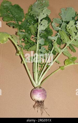 Turnip - Brassica rapa subsp. rapa Stock Photo