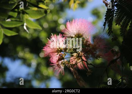 Abstract image of soft, silky pink flowers on a mimosa tree. Stock Photo