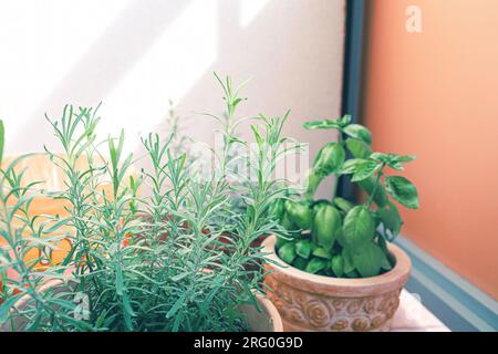 Herbs in pots growing on the balcony. High quality photo Stock Photo