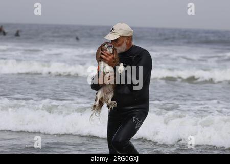 Pacifica, California, USA. 5th Aug, 2023. Catching waves and wagging tails at the 2023 World Dog Surfing Championship in Pacifica, California. Furry daredevils ride the wild surf in an annual contest benefiting local charities. Credit: Tim Fleming/Alamy Live News Stock Photo