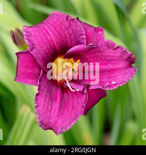 'Purple Rain' Daylily, Daglilja (Hemerocallis) Stock Photo