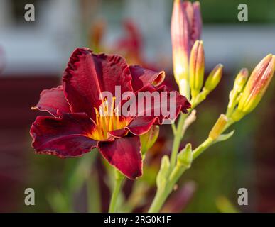 'Ed Murray' Daylily, Daglilja (Hemerocallis) Stock Photo