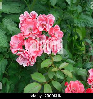 Pink color rose flowers on the background of the big green tomato leaves, vivid image, close-up Stock Photo