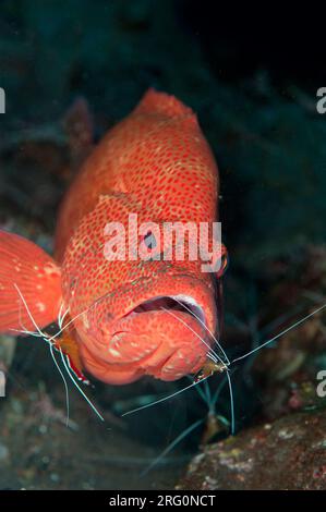 Tomato Grouper, Cephalopholis sonnerati, being cleaned by White-banded Cleaner Shrimp, Lysmata amboinensis, Scuba Seraya house reef dive site, Seraya, Stock Photo