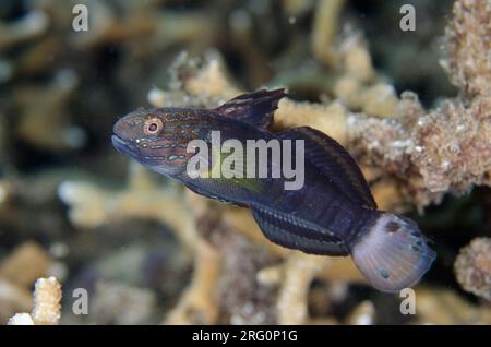 Banded Goby, Amblygobius phalaena, Serena Besar dive site, Lembeh Straits, Sulawesi, Indonesia Stock Photo