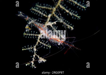 Translucent Gorgonian Shrimp, Manipontonia psamathe, on Hydroid, Hydrozoa Class, night dive, TK1 dive site, Lembeh Straits, Sulawesi, Indonesia Stock Photo