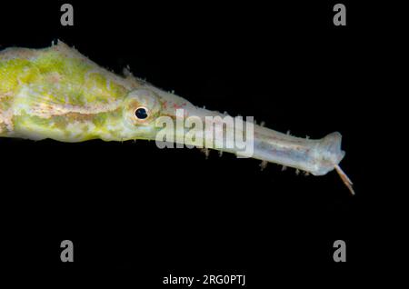 Double-ended Pipefish, Syngnathoides biaculeatus, night dive, TK1 dive site, Lembeh Straits, Sulawesi, Indonesia Stock Photo