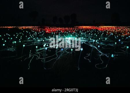 Field of Light display at night, with Uluru beyond. The exhibition with waving spindles of light is the work of British artist Bruce Munro. It covers Stock Photo