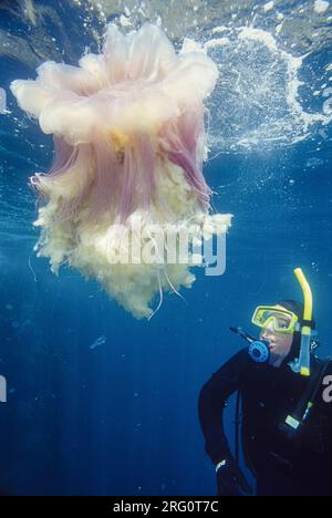 Lion's mane jellyfish (Cyanea capillata) being observed by a scuba diver. The species is coloured according to size: large ones are crimson to dark pu Stock Photo