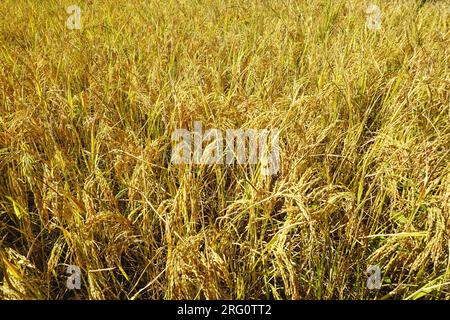 Closeup of golden rice stalks loaded with ripe grains ready to harvest in a rural Bhutanese rice field in the Kingdom of Bhutan. Stock Photo