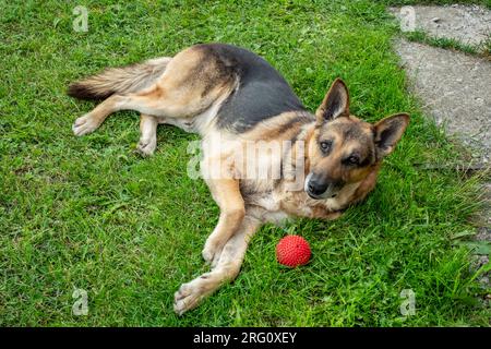 Adult yard dog lies on the grass next to a red ball Stock Photo