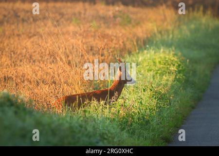 roebuck deer standing in high grass and watching the street Stock Photo