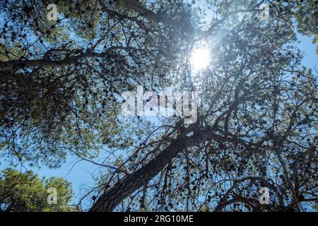 a tree with sun shining through branches Stock Photo