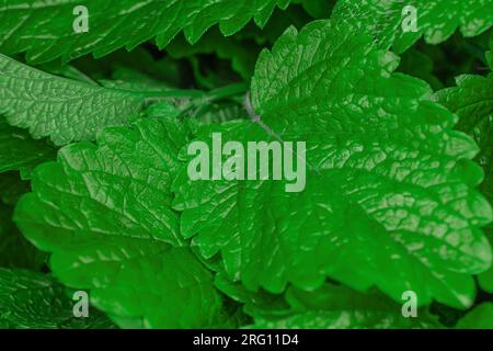 Fresh green herb leaves: Melissa, spearmint, and mint. Stock Photo