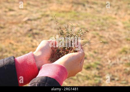 Collection of natural fresh herbs. Harvesting thyme. Wild healing plants in female hands on a background of beautiful nature. Increased immunity folk Stock Photo