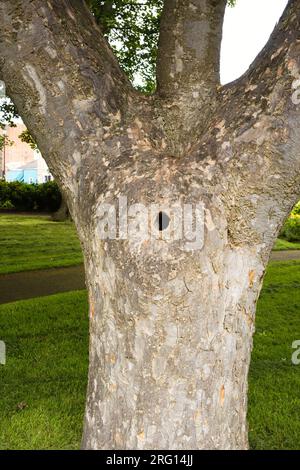 Hole in a tree trunk Stock Photo