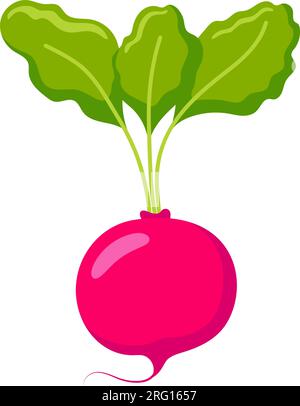 Funny cartoon radish. Cute vegetable. Vector food illustration isolated on white background. Stock Vector