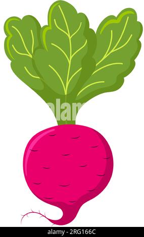 Funny cartoon beetroot. Cute vegetable. Vector food illustration isolated on white background. Stock Vector