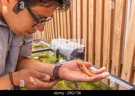 Side view of crop concentrated ethnic male in glasses looking at albino axolotl on hand against terrarium while taking care of salamander Stock Photo
