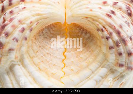 Macro photograph of the symmetrical halves of a Bear Claw clam seashell (Hippopus hippopus); found in the SW Pacific Stock Photo