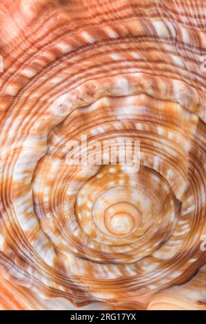 Macrophotograph of the front end of a Bullmouth or Red Helmet shell a large sea snail Stock Photo