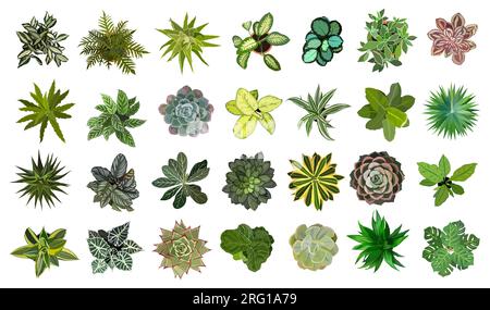 Bundle of different house plants top view vector.  Stock Vector