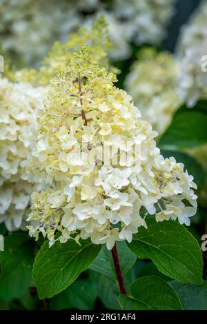 A cluster of white flowers on a Hydrangea shrub Stock Photo