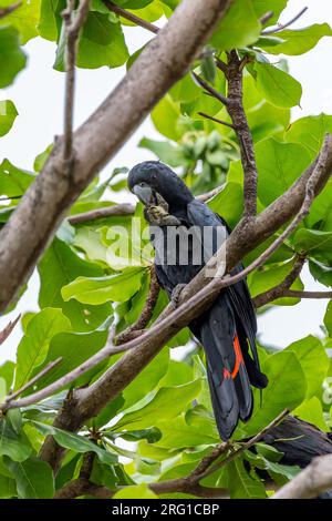 Male Red Tailed Black Cockatoo sitting on Branch with green Leaves, Queensland, Australia. Stock Photo