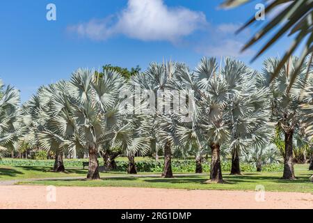 Bismark Palms in Botanical Garden in front of Blue Sky, Australia Stock Photo