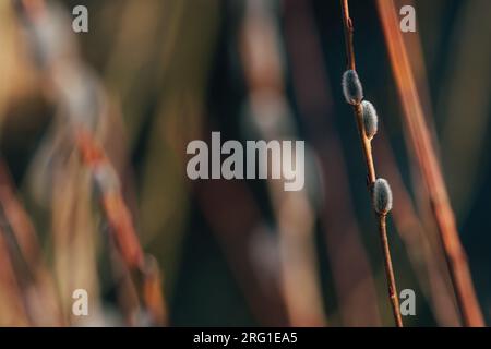 Basket willow (Salix viminalis) plant branch, closeup with selective focus Stock Photo