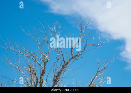 Dry tree branches against blue sky. Stock Photo