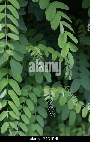 photo green acacia leaves close-up, green leafy background Stock Photo