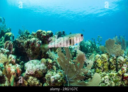 Porcupinefish swimming on the coral reef in Utila, Honduras Stock Photo