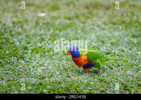 Rainbow Lorikeet sitting on Meadow and Feeding, Queensland, Australia. Stock Photo